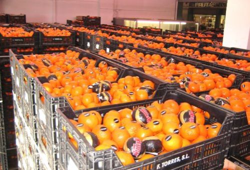 Distribución mayorista de frutas y verduras