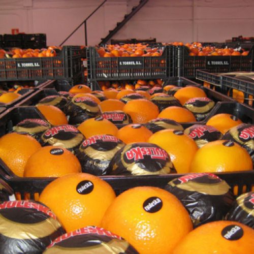Cajas de naranjas