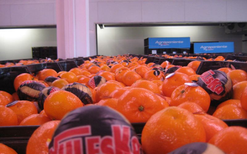 Imagen de naranjas en primer plano