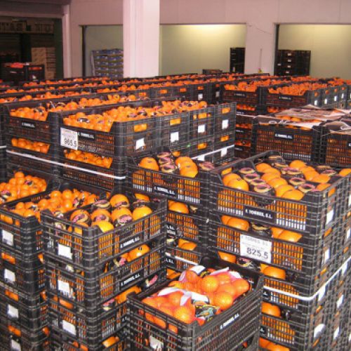 Almacén con muchas cajas de naranjas