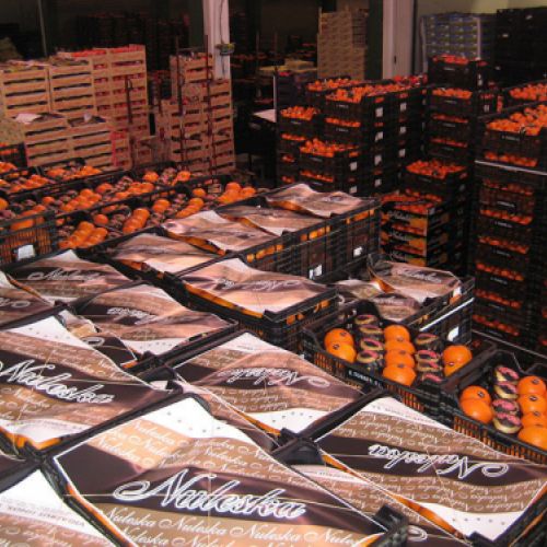 Varias cajas de naranjas de marca Naleska en almacén