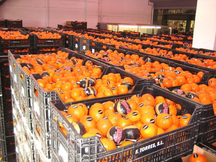 Distribució majorista de fruites i verduress Distribució majorista de fruites i verduress