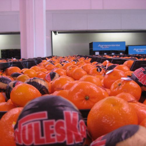 Imagen de naranjas en primer plano