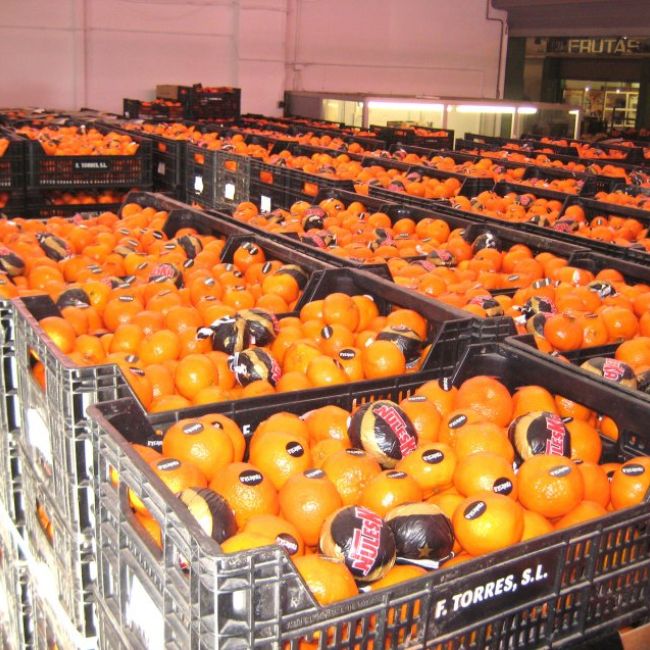 Distribució majorista de fruites i verduress